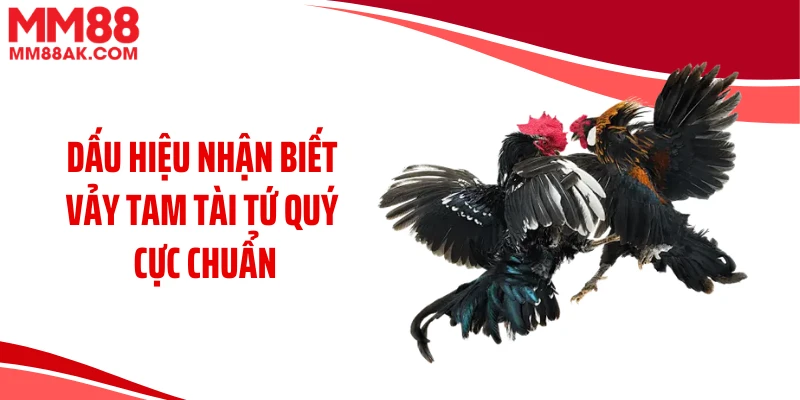 Dấu hiệu nhận biết vảy tam tài tứ quý cực chuẩn