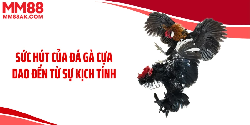 Sức hút của đá gà cựa dao đến từ sự kịch tính